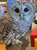 Ravensbeard Ambassador Profile – Hudson, the Kindly Barred Owl