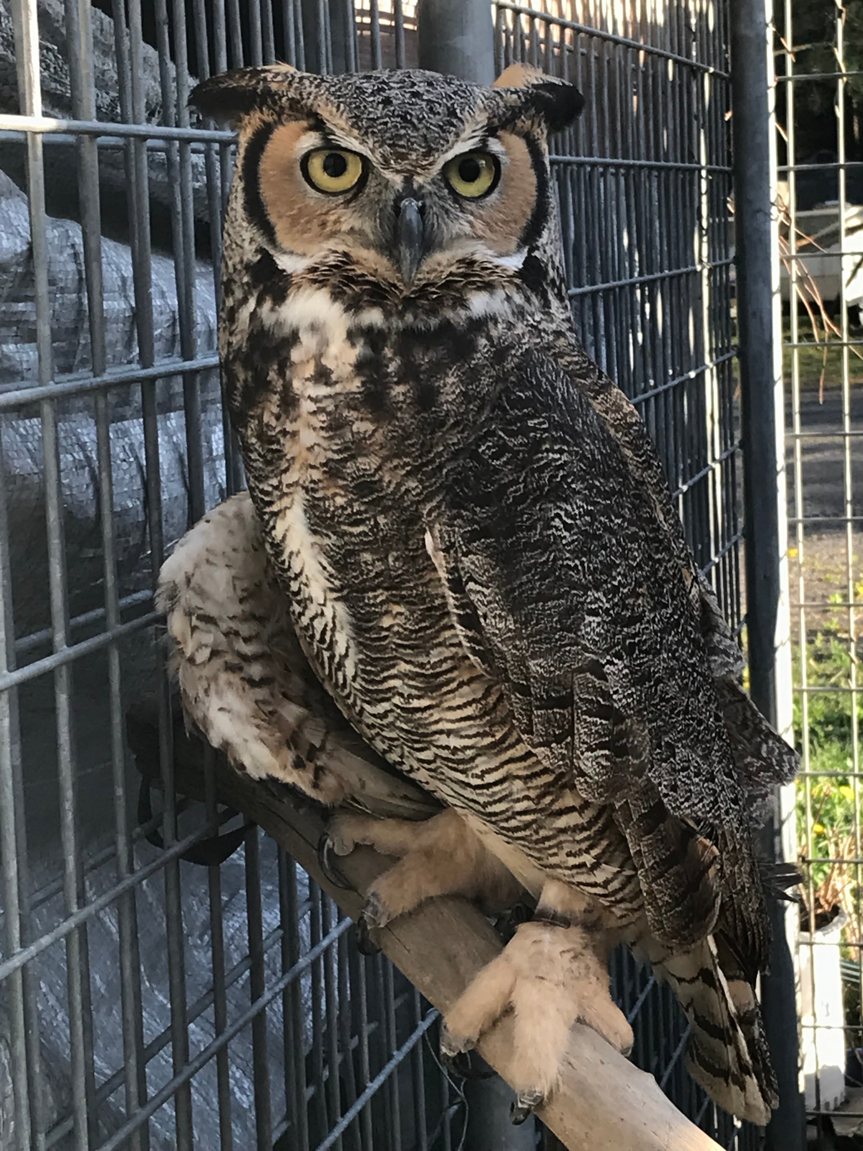 The Great Horned Owls of Ravensbeard