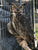 The Great Horned Owls of Ravensbeard