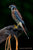 American Kestrels of Ravensbeard