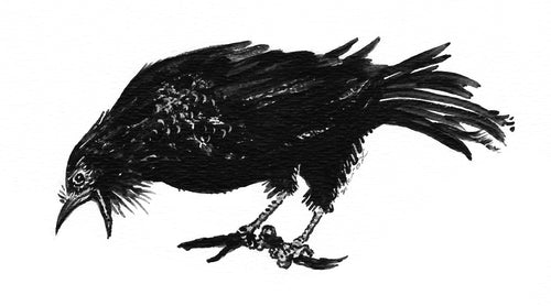 Ravensbeard
